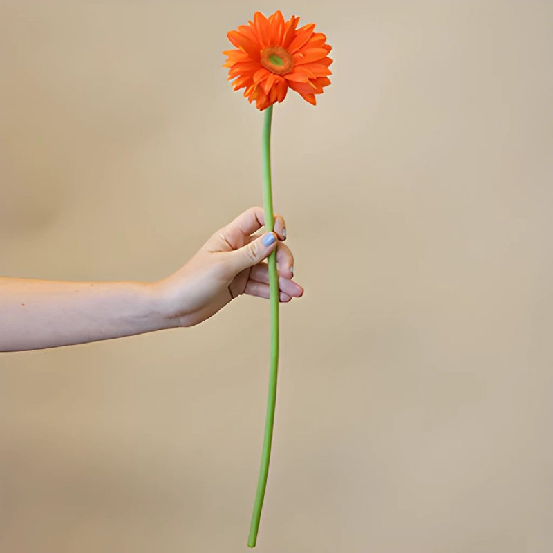 Gerbera Daisy Mandriana Orange Wholesale Flower Bunch in a hand