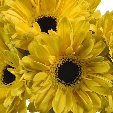 Gerbera Daisy Yellow Standard Wholesale Flower Bunch