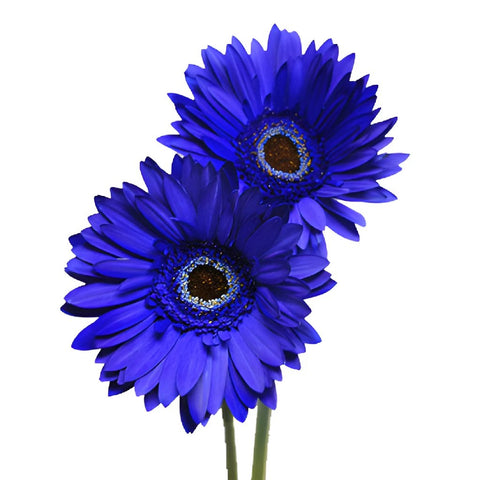 Gerbera Daisy Blue Enhanced Wholesale Flower Bunch