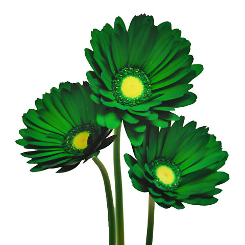 Gerbera Daisy Green Enhanced Wholesale Flower Bunch