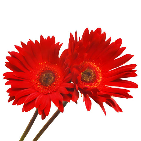 Gerbera Daisy Red Tinted Black Center Wholesale Flower Bunch