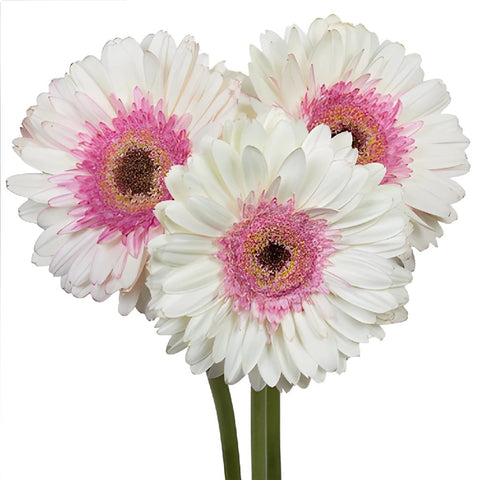 Gerbera Daisy Shimmer White and Pink Wholesale Flower Bunch