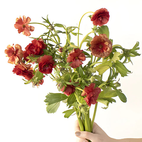 Hades Red Butterfly Ranunculus Wholesale Flower Bunch in a hand