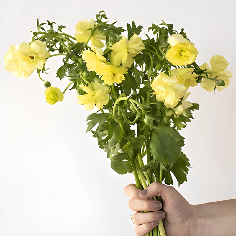 Helios Cream Pale Yellow Butterfly Ranunculus Wholesale Flower Bunch in a hand