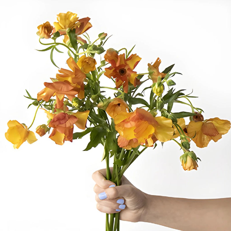 Monoah Orange Butterfly Ranunculus Wholesale Flower Bunch in a hand