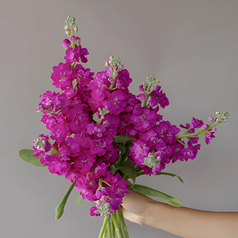 El Aleli Fuschia Stock Wholesale Flower Bunch in a hand