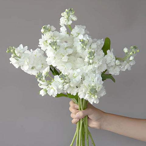 White Stock Wholesale Flower Bunch in a hand