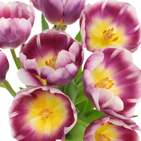Berry Cracker Tulips Wholesale Flower Bunch