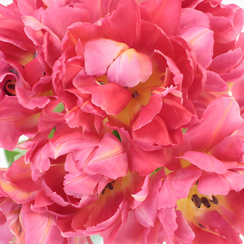 Flashpoint Pink Peony Tulips Wholesale Flower Bunch