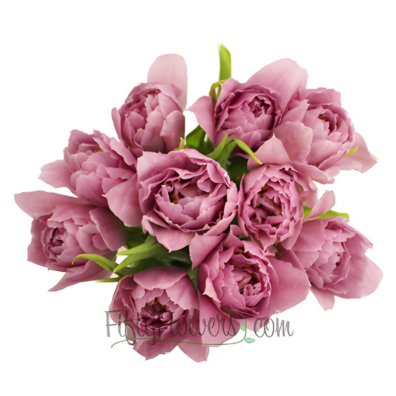 Price Pinky Purple Double Tulips Wholesale Flower Bunch