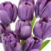 Violet Twilight Wholesale Tulips
