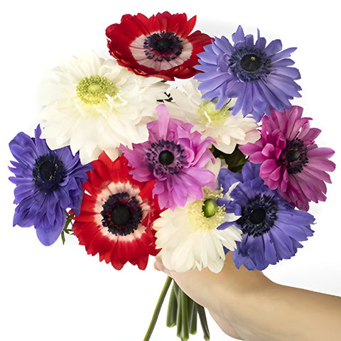 Assorted Rainbow Star Anemone Wholesale Flower Bunch in a hand