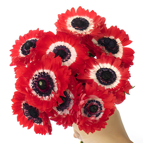 Red Full Star Anemone Wholesale Flower Bunch in a hand