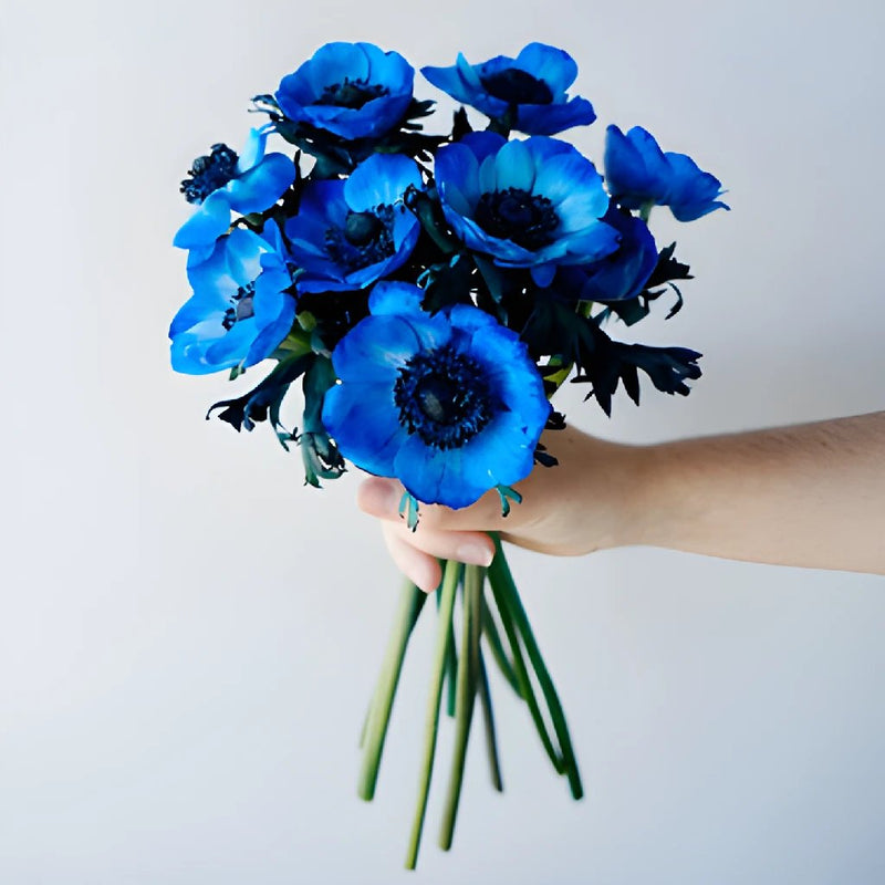 Tinted Blue Anemone Wholesale Flower Bunch in a hand