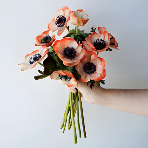 Tinted Coral Anemone Wholesale Flower Bunch in a hand