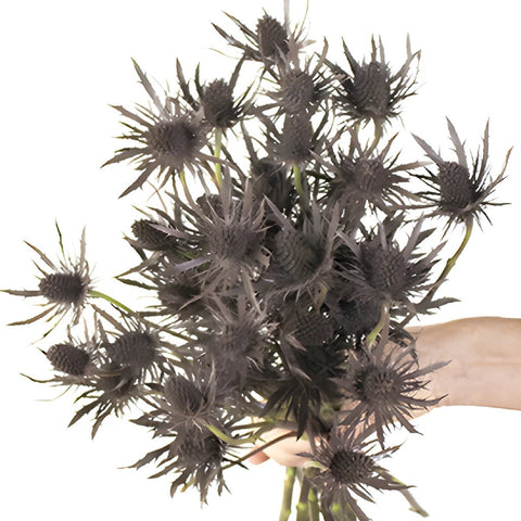 Brown Tinted Thistle Wholesale Flower Bunch in a hand