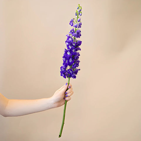 Delphinium Asia Elatum Purple Blue Wholesale Flower Bunch in a hand