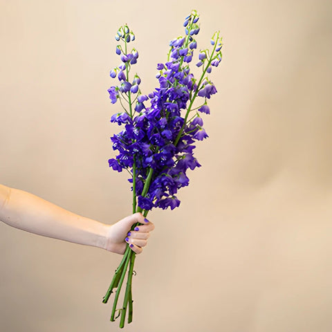 Delphinium Asia Elatum Purple Blue Wholesale Flower Bunch in a hand