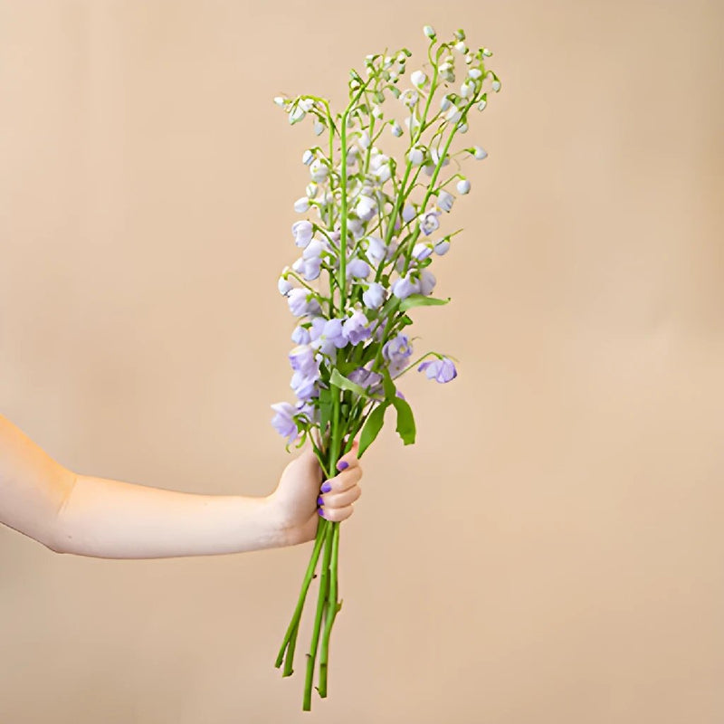 Delphinium Lavender Wholesale Flower Bunch in a hand