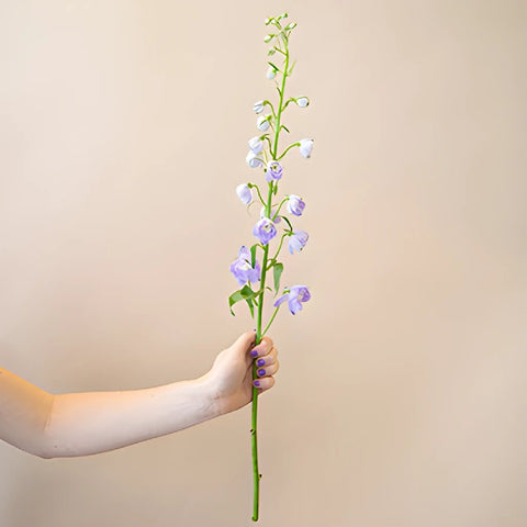 Delphinium Lavender Wholesale Flower Stem in a hand