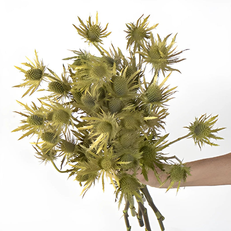Gold Tinted Thistle Wholesale Flower Bunch in a hand