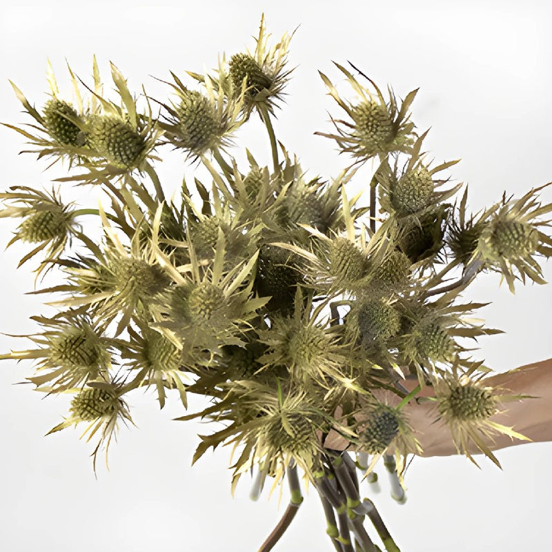 Golden Tinted Thistle Wholesale Flower Bunch in a hand