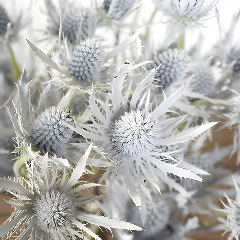 Snow White Tinted Thistle Wholesale Flower Bunch in a hand