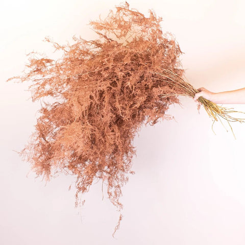Copper Dried Asparagus Fern