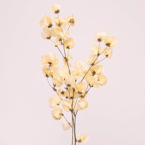 Bougainvillea Bleached Wholesale Flower Stem