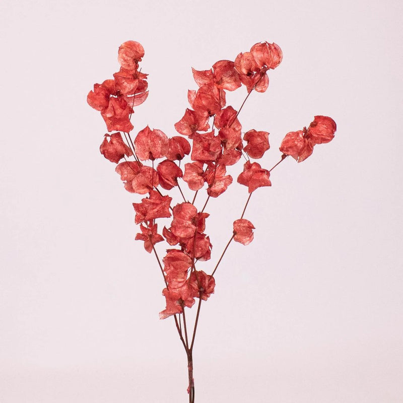 Bougainvillea Red wholesale stem