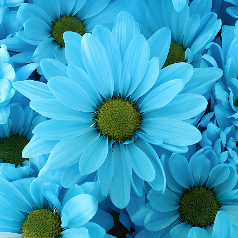 Enhanced Blue Daisy Flower