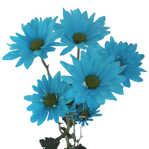 Enhanced Blue Daisy Flower