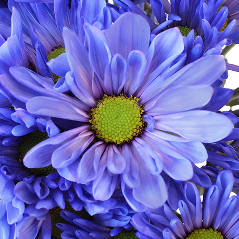 Blueberry Daisy Flower Enhanced