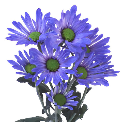 Blueberry Daisy Flower Enhanced