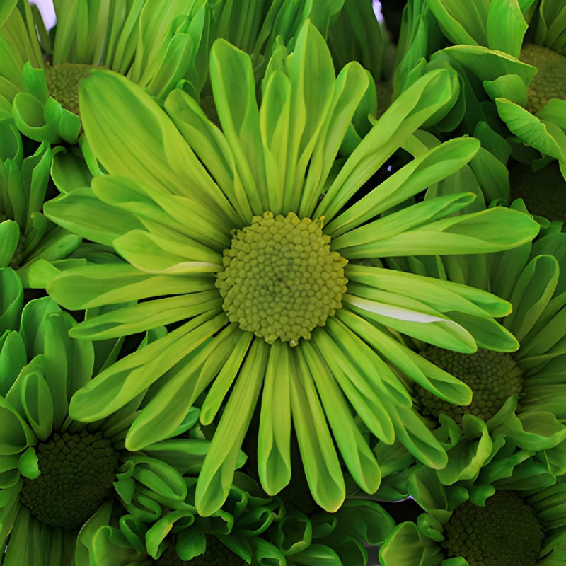 Lime Green Daisy Flower Enhanced
