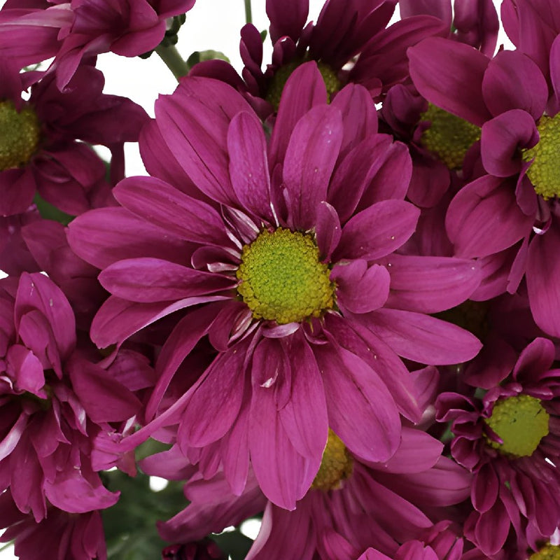 Purpleberry Daisy Flower