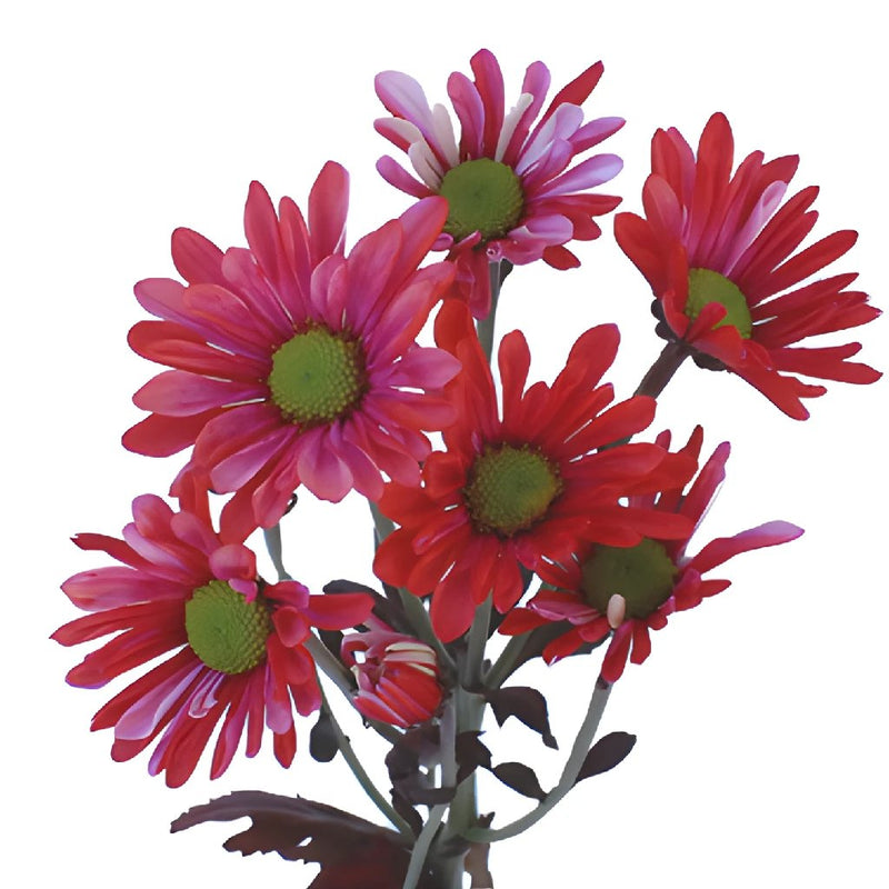 Red Bulk Enhanced Daisy Flower