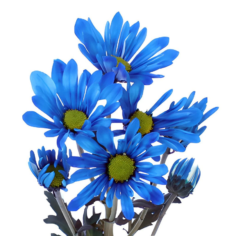 Blue Bulk Daisy Enhanced Flower