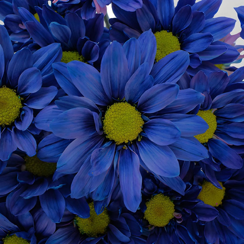 Fresh Cut Blue Daisy Flower Enhanced
