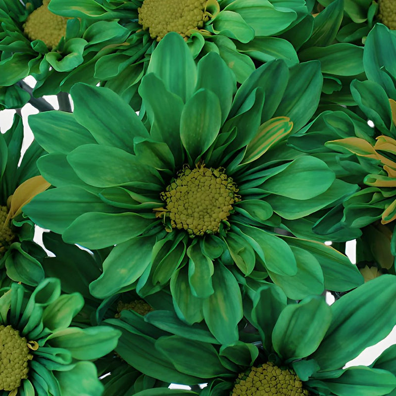 Enhanced Green Daisy Flower