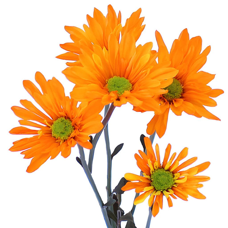 Orange Bulk Daisy Enhanced Flower