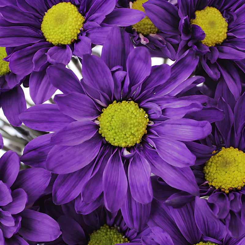 Purple Daisy Flower Enhanced