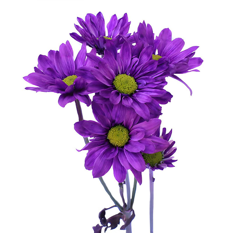 Purple Daisy Flower Enhanced