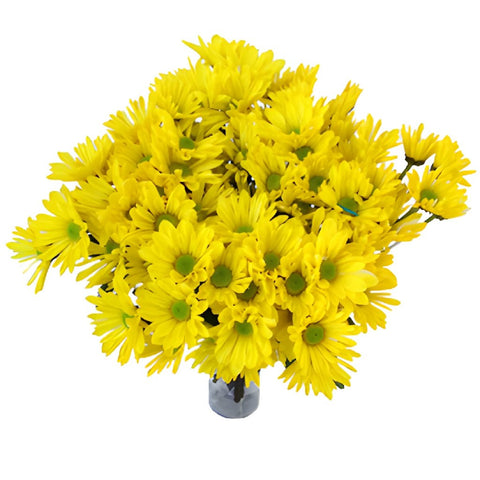 True Yellow Daisy Flower Enhanced