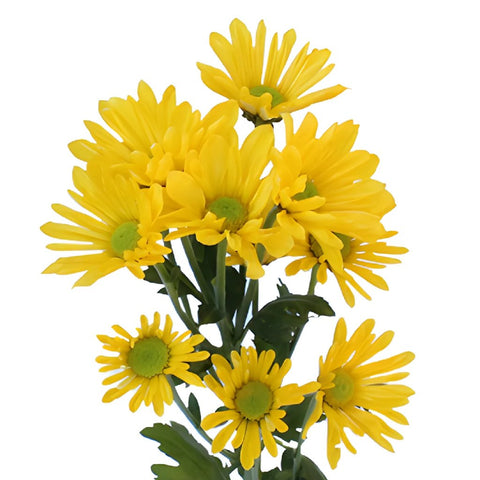 Buy Wholesale Yellow Button Pom Flower in Bulk - FiftyFlowers
