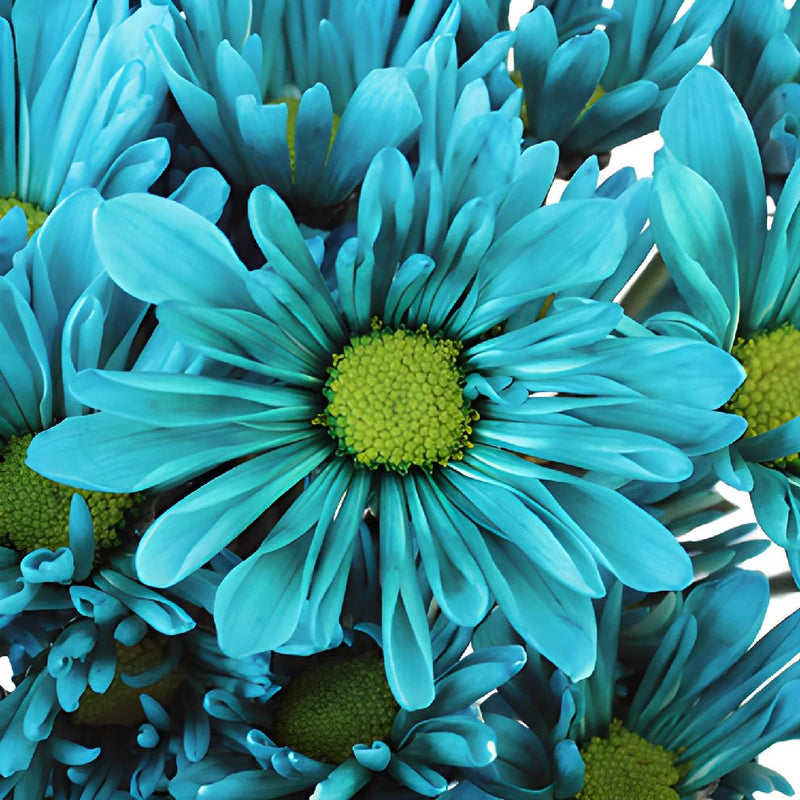 Blue Cremon Bulk Flowers, FiftyFlowers.com