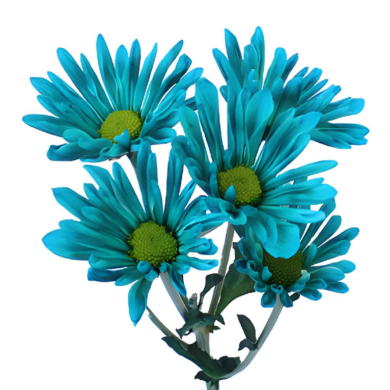 Turquoise Blue Daisy Flower Enhanced