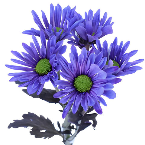 Indigo Violet Daisy Flower Enhanced