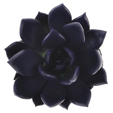 Blue Black Enhanced Succulent