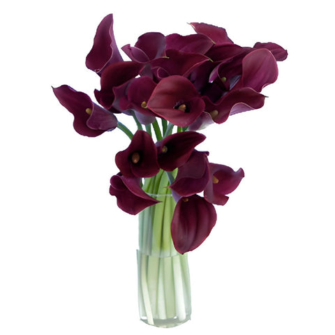 Deep Purple Wine Bulk Mini Calla Lilies